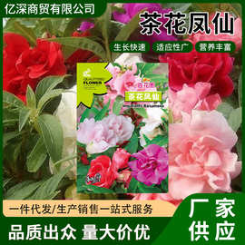 茶花凤仙种子重瓣混色庭院盆栽花籽阳台观赏花卉四季易播花种子