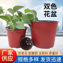 双色盆一次性种植盆草莓盆钵简易花盆塑料双色育苗盆整包批发批发