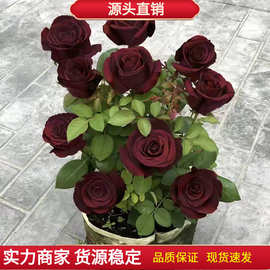 玫瑰黑巴克花种籽子黑玫瑰花种子四季易活室外内阳台玖瑰路易十四