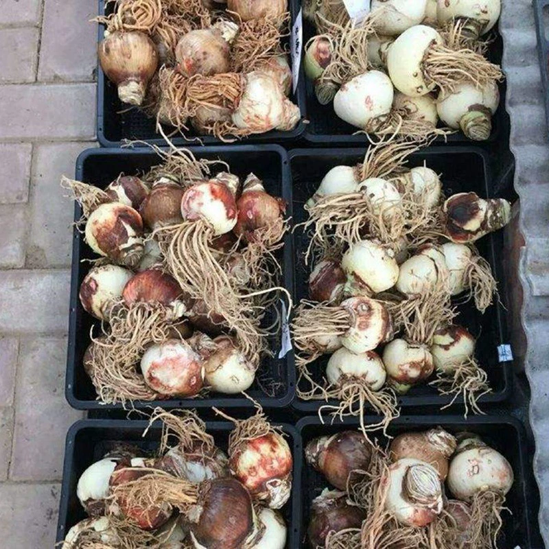 Оптовая продажа Gulding красный семенной шар Gulding красный семенной корень