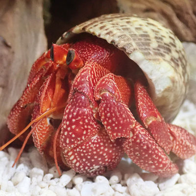 Hermit Crab living thing wholesale Terrestrial pale strawberry Ornamental shrimp Living creatures Lazy man Pets