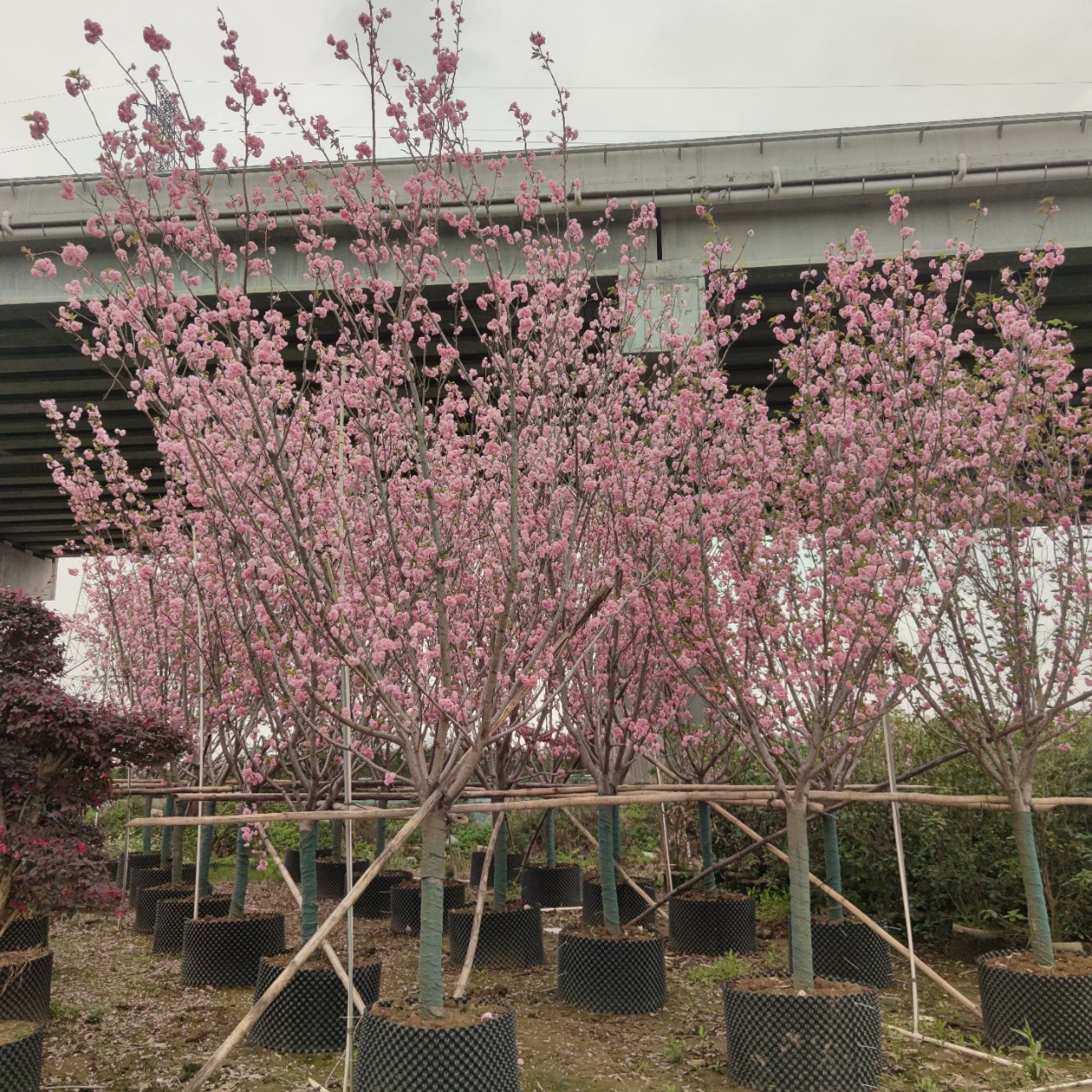 2303 база поставляет японскую вечернюю вишню 10-12 см