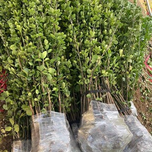 �����������編�����������ļ����Gֲ��ͥԺ�G�h�h�ʇ����G����