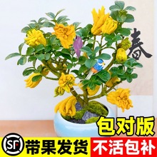 ���֘����Ԏ������A���ָ̘����ʳ���҃����̨ͥԺ�ļ����ܾGֲ