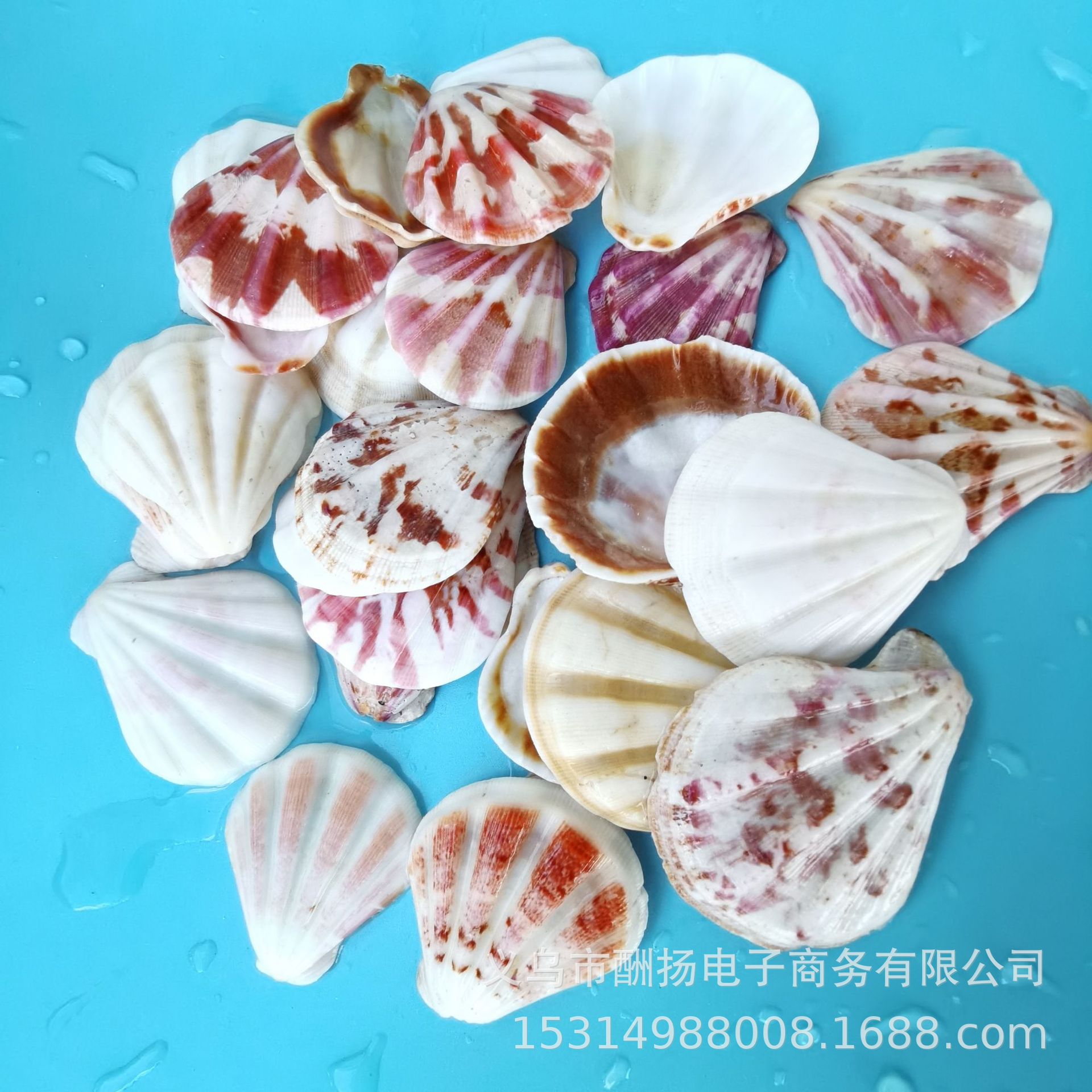 天然贝壳海螺海星扇贝 鱼缸地台装饰地中海风格 1件=1斤海洋