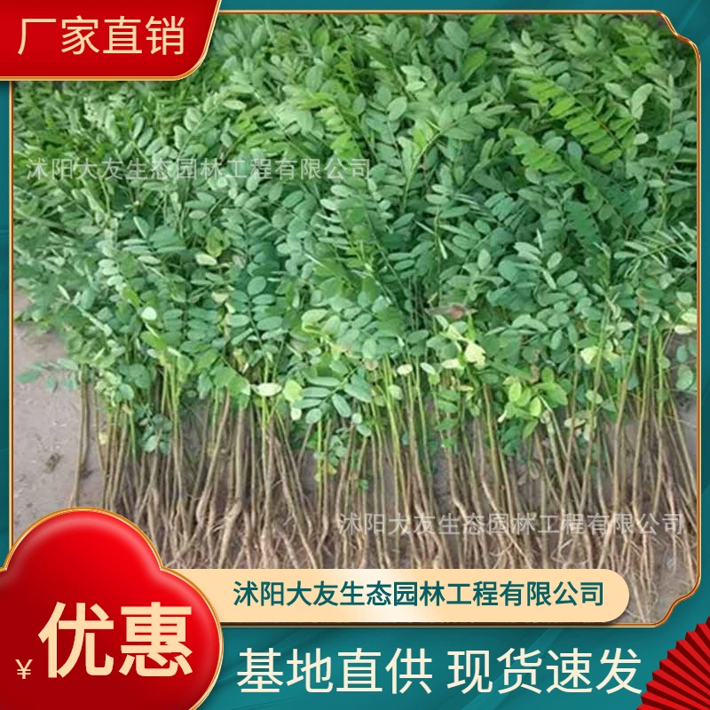 Amorpha fruticosa база оптового собственного производства Сорт Полный живописный Ландшафтный проект зеленая рассада база прямые поставки