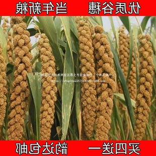 �������S���뎧���������W�^С�B��ʳ�}��Z�쾰�b�����s�Z