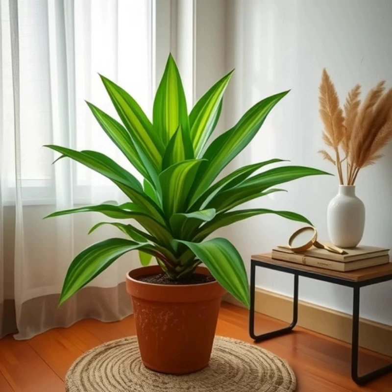 Базовая партия поставки лиственных растений Jinxin йеменское железо готовых комнатных цветов в горшках и зеленых растений оптом