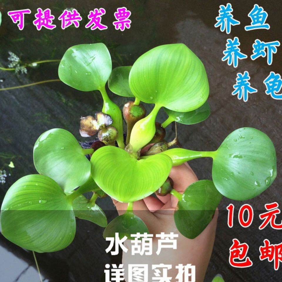 水葫芦植物水生池塘植物凤眼莲水芙蓉水浮莲净化污水浮萍养鱼养龟 种苗花卉网
