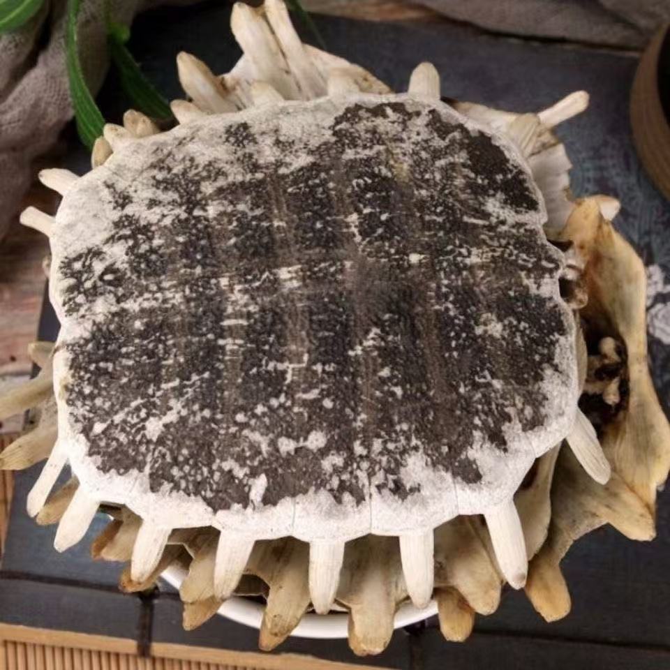 Bie Jia (Trionyx sinensis) Dried Turtle Shell Pieces — Traditional Chinese Herb, 500g quality and texture