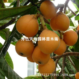 ���˹���o��ɰ��������ŭ�����˘���޽������ش�ͥ�Nֲ����Y��