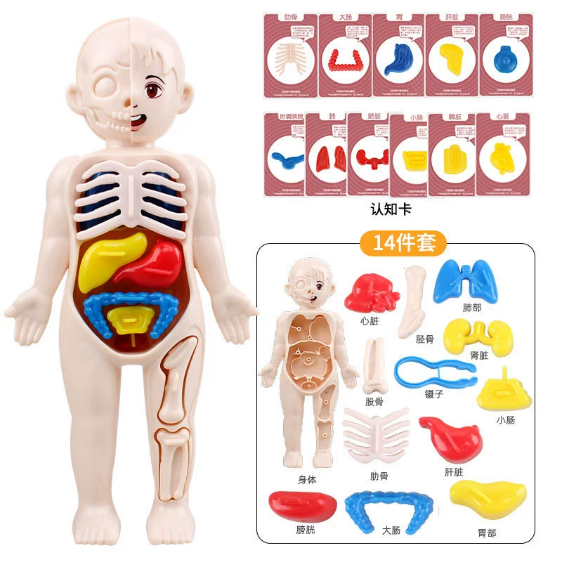 Steam, physiological minifigure, medicine constructor, science and technology, body organs, DIY, early education