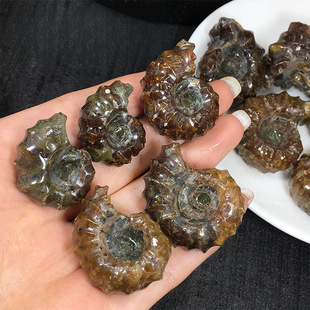 Natural Horn Snail Fossil Ornaments Madagascar Paleontological Duvieria Fossil Mineral Teaching Specimens