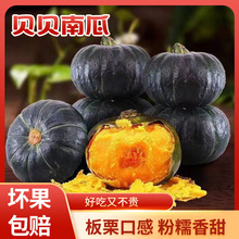 新疆银板栗南瓜当季板栗南瓜宝宝辅食粉糯甜金丝贝贝栗味老南瓜