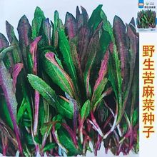 野生苦麻菜种子曲麻菜营养口感鲜嫩抗病速生春秋阳台盆栽菜籽