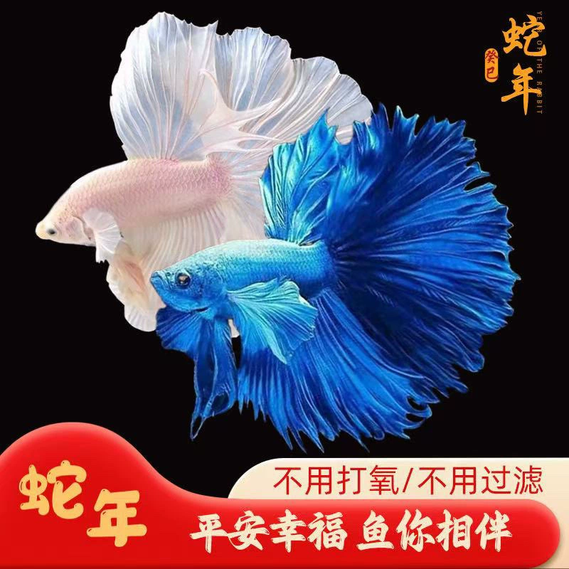 Betta (полумесяц) декоративная живущая рыбка, смешанные цвета, 5–6 см, декоративная домашняя рибка