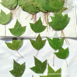 Triangular Maple Green Maple Leaves Real Leaves Real Leaves Real Flower Stickers Dried Flowers Embossed DIY Plant Specimens Dried Flowers