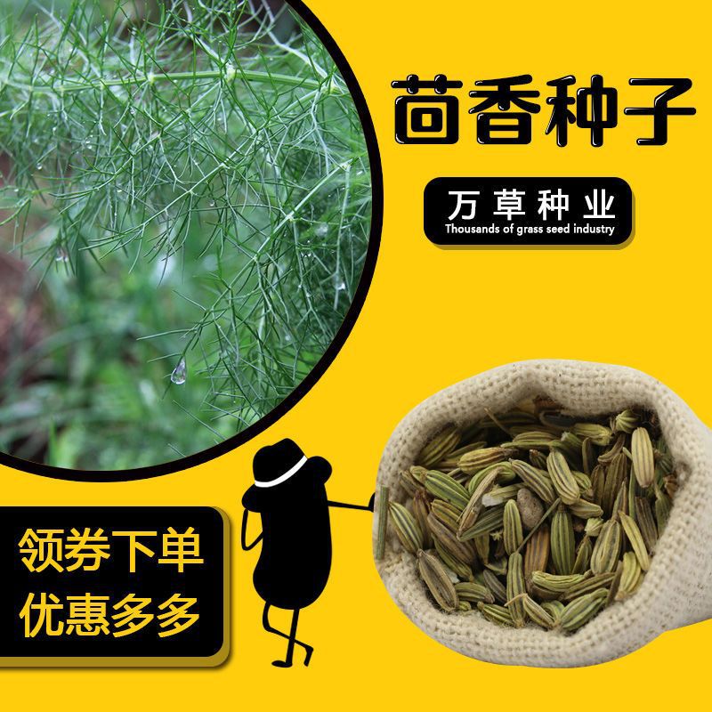 新装小茴香种籽阳台花盆庭院种植非割茬茴香种子四季播种蔬菜种孑
