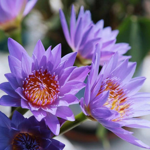 Water Lily Flowers Direct from Guangzhou Base, Hydroponic Lotus Indoor Flower Arrangement, Free Shipping, One Piece Minimum Order, Cross-Border Aliexpress