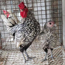 波兰鸡青年  婆罗门鸡苗 观赏鸡种蛋  珍珠鸡 七彩山鸡养殖场