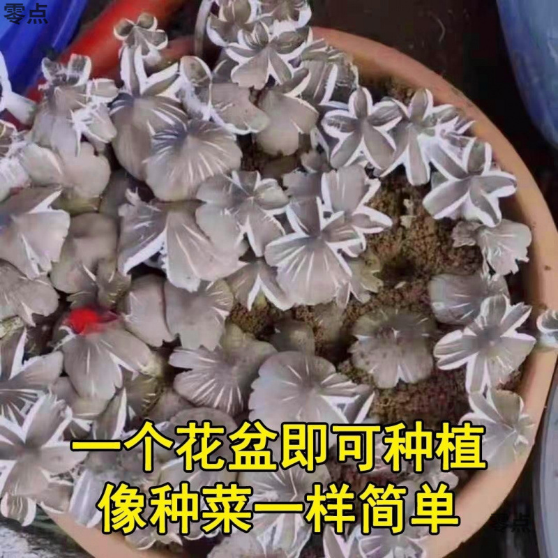 正宗鸡枞新鲜种家种包伞把菇纯野生菇三塔荔枝四季种1|undefined