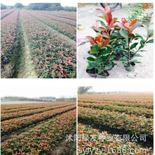 lt~ʯ骷N  t~ʯ  鳣GСľľͺ͟ԏ