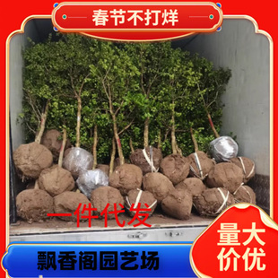 һ�����lС�~�S������ӈ@�־G�������Ϸ������Nֲ�S��ͥԺ����