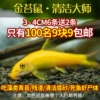 [Hot item] Golden Moss Rat 3~4CM 6 pieces get 2 pieces for free, 8 pieces in total