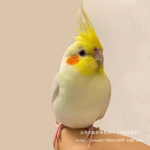 ���Pĵ����ë���B���^���r�B�r�B�H�˜�����B��ֳ���B�\�B�{��Ƥ