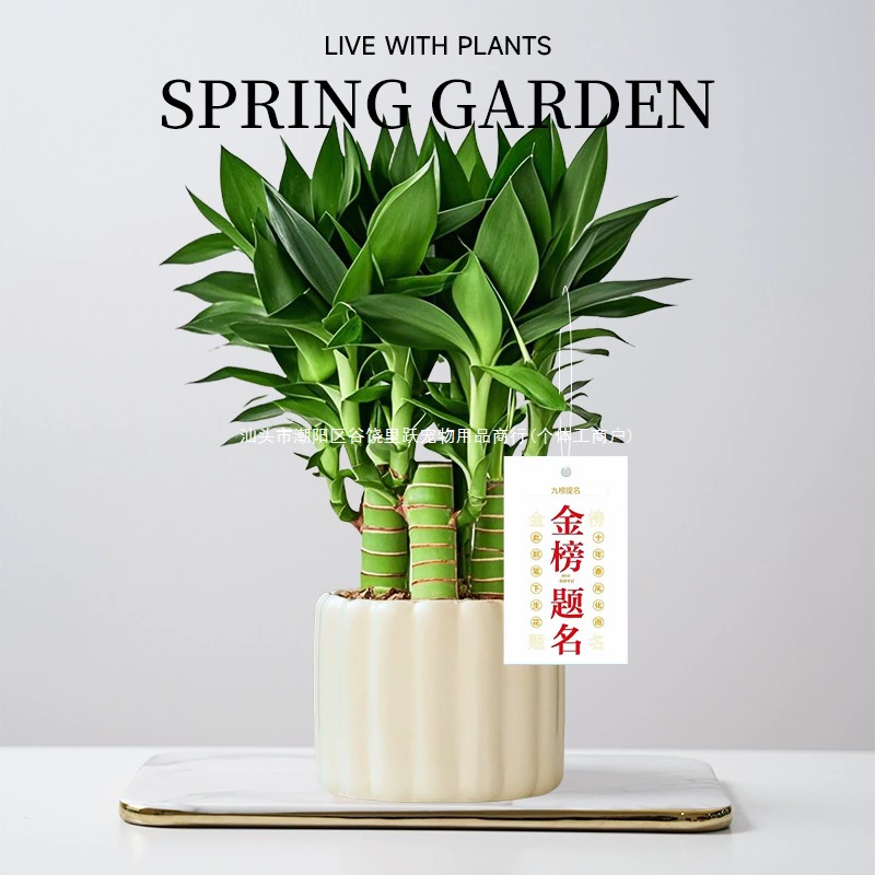 Wenchang Bamboo 4 кусочка богатого бамбука с корнями, название золотой списка, комнатные горшечные растения, стол для вступительных экзаменов в колледж, зеленые растения для очистки воздуха и привлечения домашних животных