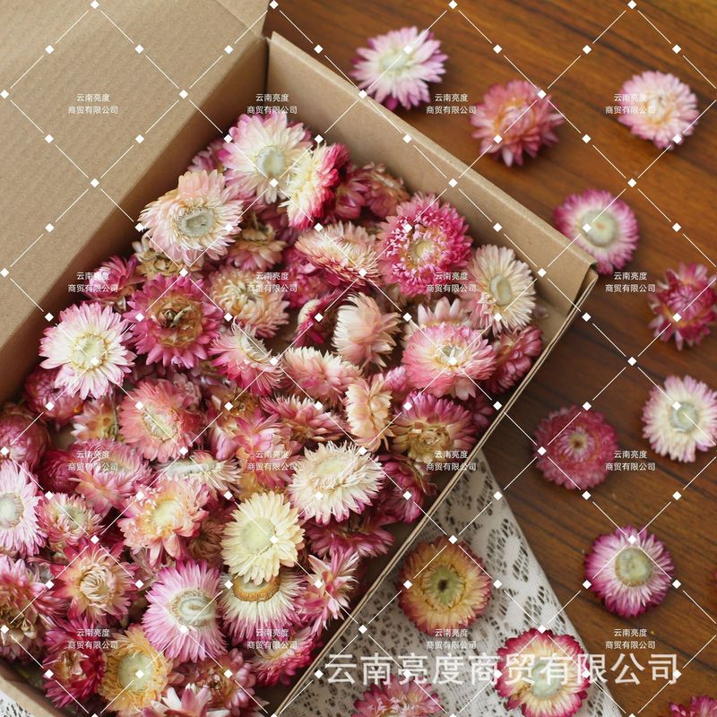 【小雏菊 麦秆菊】干花批发diy材料包真花花材手工拍照装饰七彩菊|undefined
