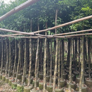 ������3-4-5���ִ����������е����ľ�����G��������ľ����