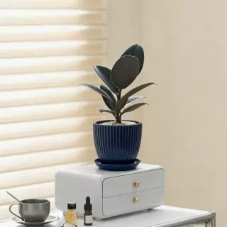 [desktop recommendation] black king kong 15-25cm + simple blue basin