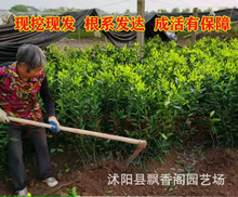 早熟青皮蜜桔耐寒橘子树果树果苗嫁接南北方种植水果四季当年结果