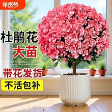 ���N�����Ԏ����������Ϙ�����҃��̨���F�r�����ļ��_���Gֲ��