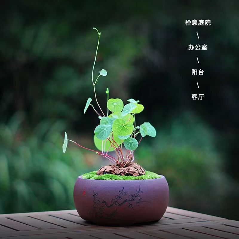 Mountain Turtle Climbing Vine Gold Does Not Change Red Vine Blood Vine Potted Hydroponic Soil Culture Office Balcony Good Plant