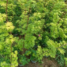 约旦 日本枫树株型直立室外易活阳台露天盆栽庭院地栽