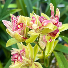 �m�����ļ����m�滨�����F��ɽ���������B�҃�����Gֲ��������