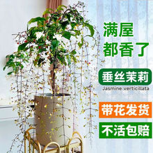 垂丝茉莉盆栽带花苞室内阳台绿植白蝴蝶四季开花稀有垂吊花卉植物