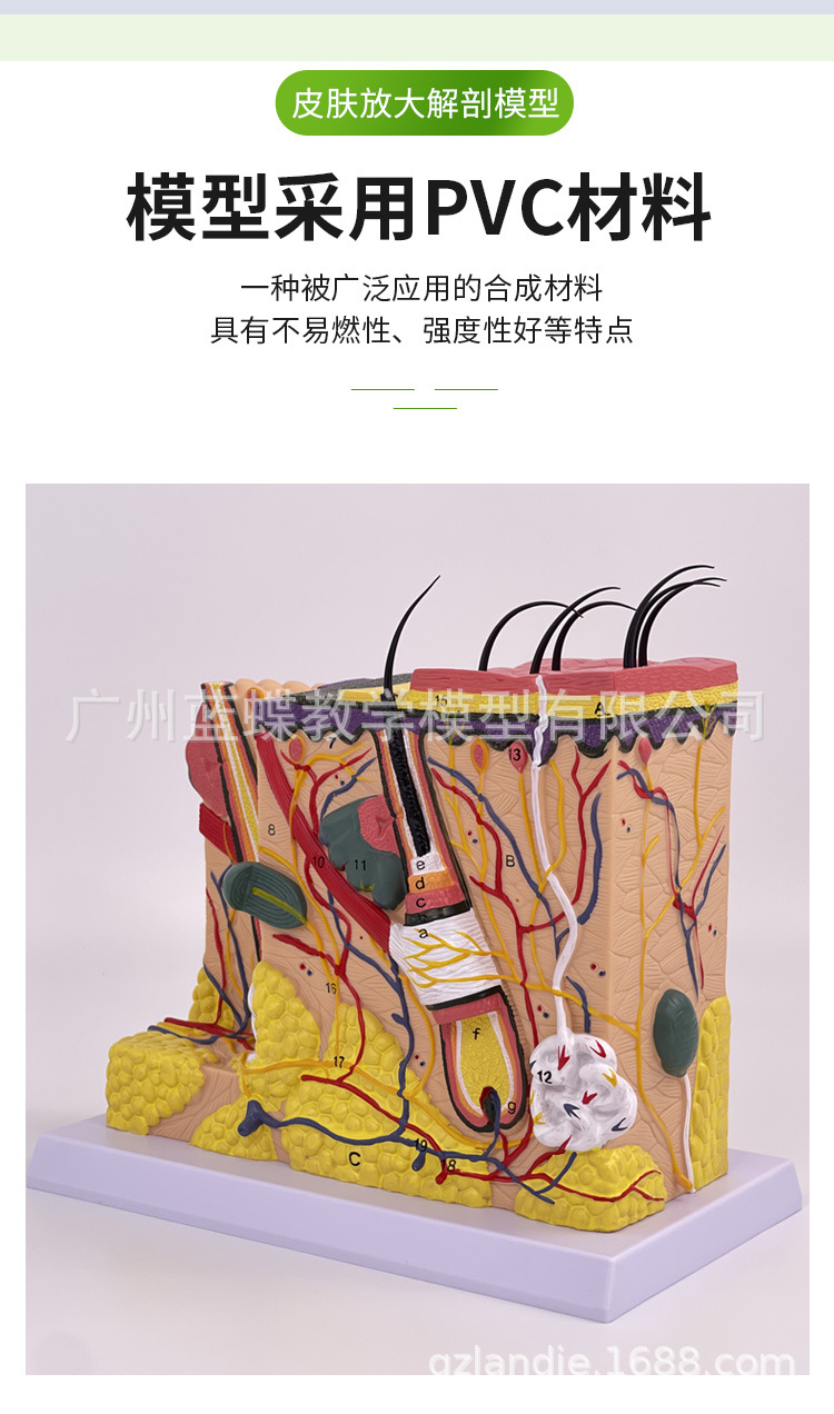 皮肤放大_02