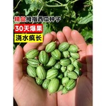 拇指西瓜迷你室内高产采摘四季百合种球正宗郁金香种子朱顶红可爱