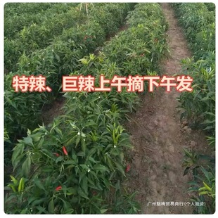 5�����r��С�׽������Fժ�r��С�⽷���콷�ݽ���ɫ�������]���l