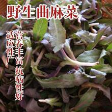 红苦麻菜种子孑春季秋季野菜曲曲芽耐寒阳台盆栽曲麻菜四季种籽