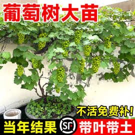 阳光玫瑰葡萄树苖带土带叶巨峰萄葡树苗盆地栽南北方种植当年结果