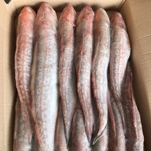 新鲜凤尾鱼黄尾鱼香煎油炸鱼熏鱼速冻无冰海鲜小吃烧烤食材包邮