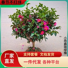 һ�����l��÷�����Сõ���÷��ؔ�񳯂}�軨�����辰�ļ��_����