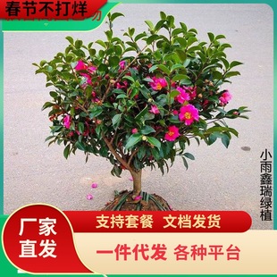 һ�����l��÷�����Сõ���÷��ؔ�񳯂}�軨�����辰�ļ��_����