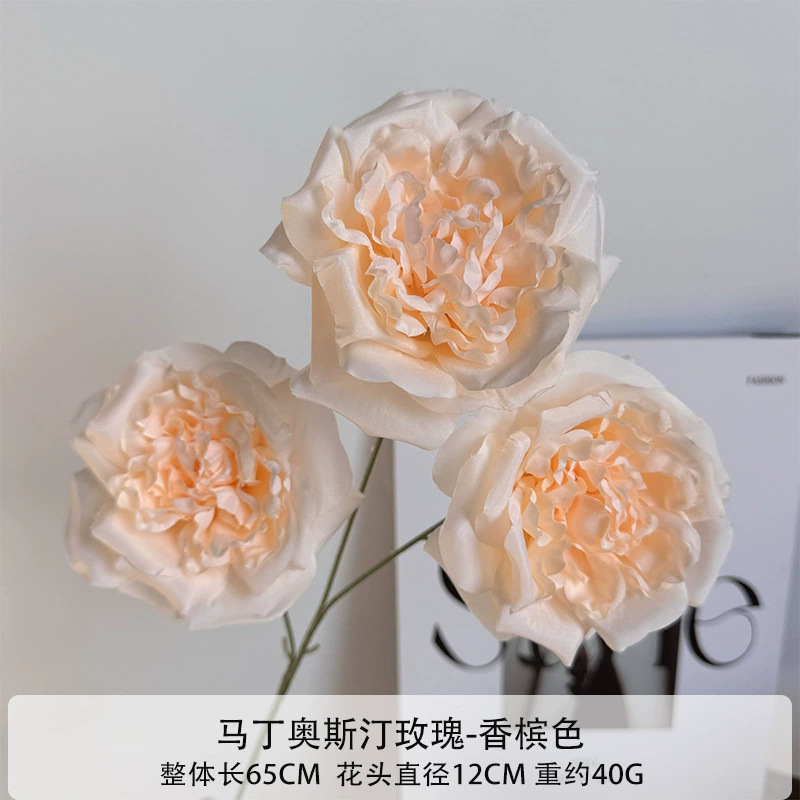 Martin Austin Rose - Champanhe