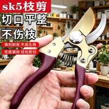 ���l��ݮɫ��֦��@�֌��ü���������֦����SK5��h�����È@ˇ��