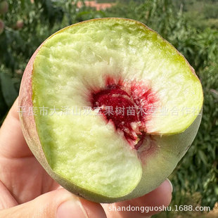 �x�����Ҙ��籱���Ϸ��Nֲ�޽���Ʒ�N������ľɽ�|����ˮ��ˮ����